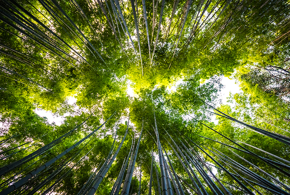 beautiful-landscape-bamboo-grove-forest-arashiyama-kyoto 2